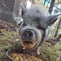 Thumbnail photo of Petunia #1