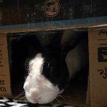 Thumbnail photo of Tux #4