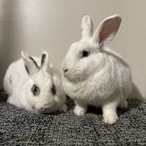 Thumbnail photo of Dip and Dots #2