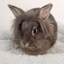 Thumbnail photo of Capri #2