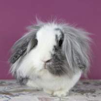 Thumbnail photo of Josephine #1