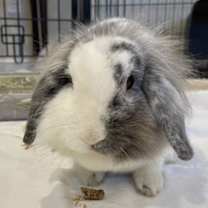 Thumbnail photo of Josephine #2