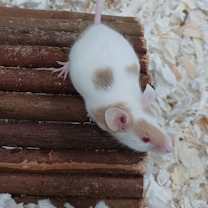 Thumbnail photo of Multiple Mice #3