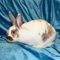 Thumbnail photo of Buttercup #1