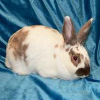 Thumbnail photo of Buttercup #2