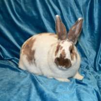 Thumbnail photo of Buttercup #3