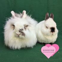 Thumbnail photo of Henry #2