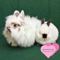 Thumbnail photo of Frida #1