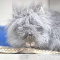 Thumbnail photo of Poppy #3