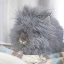 Thumbnail photo of Poppy #4