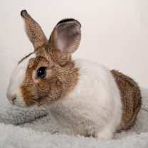 Thumbnail photo of Mocha #3