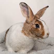 Thumbnail photo of Mocha #4