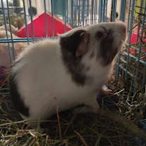 Thumbnail photo of Luffy #1