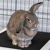 Thumbnail photo of Maddy #1