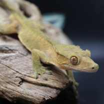 Thumbnail photo of Slim #2