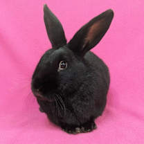 Thumbnail photo of Poly #1