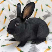 Thumbnail photo of Poly #2