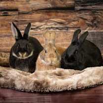 Thumbnail photo of Poly #3