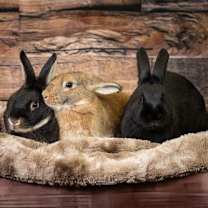 Thumbnail photo of Poly #4