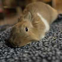 Thumbnail photo of Sir Fluffington #3