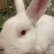 Thumbnail photo of Maki #2