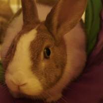 Thumbnail photo of Reno #1