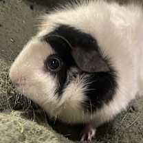 Thumbnail photo of Annie #4