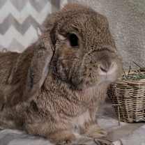 Thumbnail photo of Hudson #1