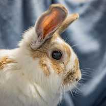 Thumbnail photo of Petey #2