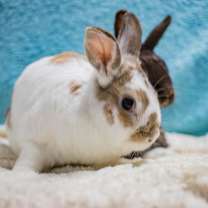 Thumbnail photo of Petey #4