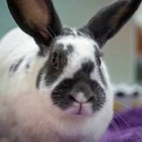 Thumbnail photo of Violet #3