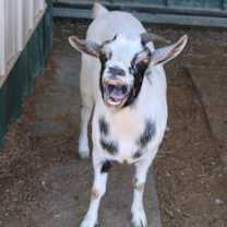 Thumbnail photo of WENDY #2