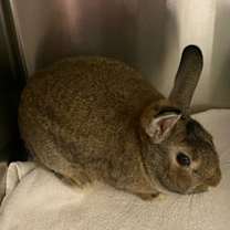 Thumbnail photo of Munchkin #3