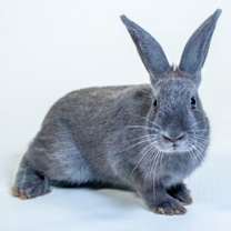 Thumbnail photo of Buns #2