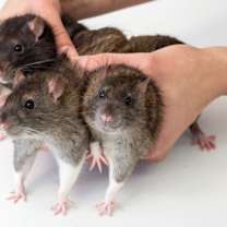 Thumbnail photo of Emile #2