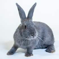 Thumbnail photo of Buns #3