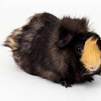 Thumbnail photo of Freddy #3