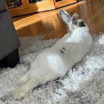 Thumbnail photo of Salt (bonded with Pepper) #4