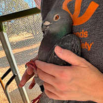 Thumbnail photo of Nugget 219 #3
