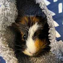 Thumbnail photo of Susie  #2