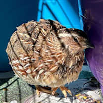 Thumbnail photo of Harry #1