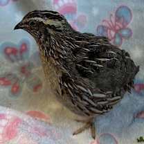 Thumbnail photo of Harry #2