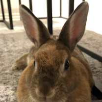 Thumbnail photo of Chai #1