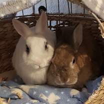 Thumbnail photo of Chai #2