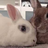 Thumbnail photo of Chai #3