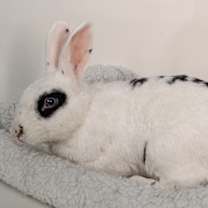 Thumbnail photo of Bandit #2