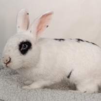 Thumbnail photo of Bandit #3