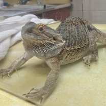 Thumbnail photo of Puff #2