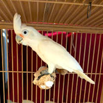 Thumbnail photo of Wiley 39YO M Goffins Cockatoo #1