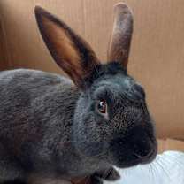 Thumbnail photo of Brock #2